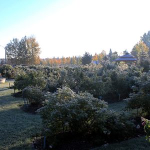 Frost in the Rose Garden