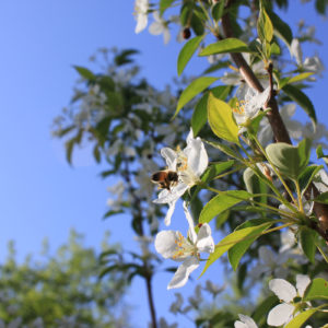 A busy bee in Crabapple Lane