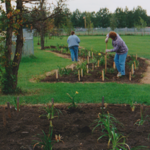 Planting Daylilies Fall 1995