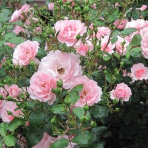 Pink Shrub Rose
