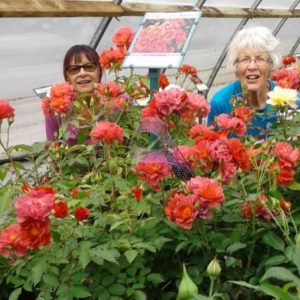 Volunteers love spending time in the greenhouse