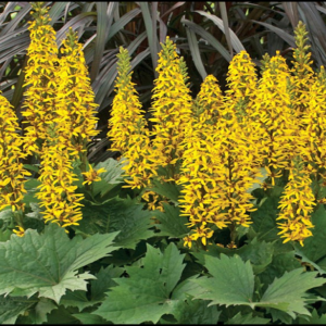 Ligularia ‘Little Rocket’