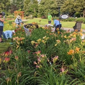 Daylilies bloom as weeding continues